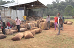 Load image into Gallery viewer, Ethiopia- Guji

