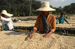 Load image into Gallery viewer, Ethiopia- Guji
