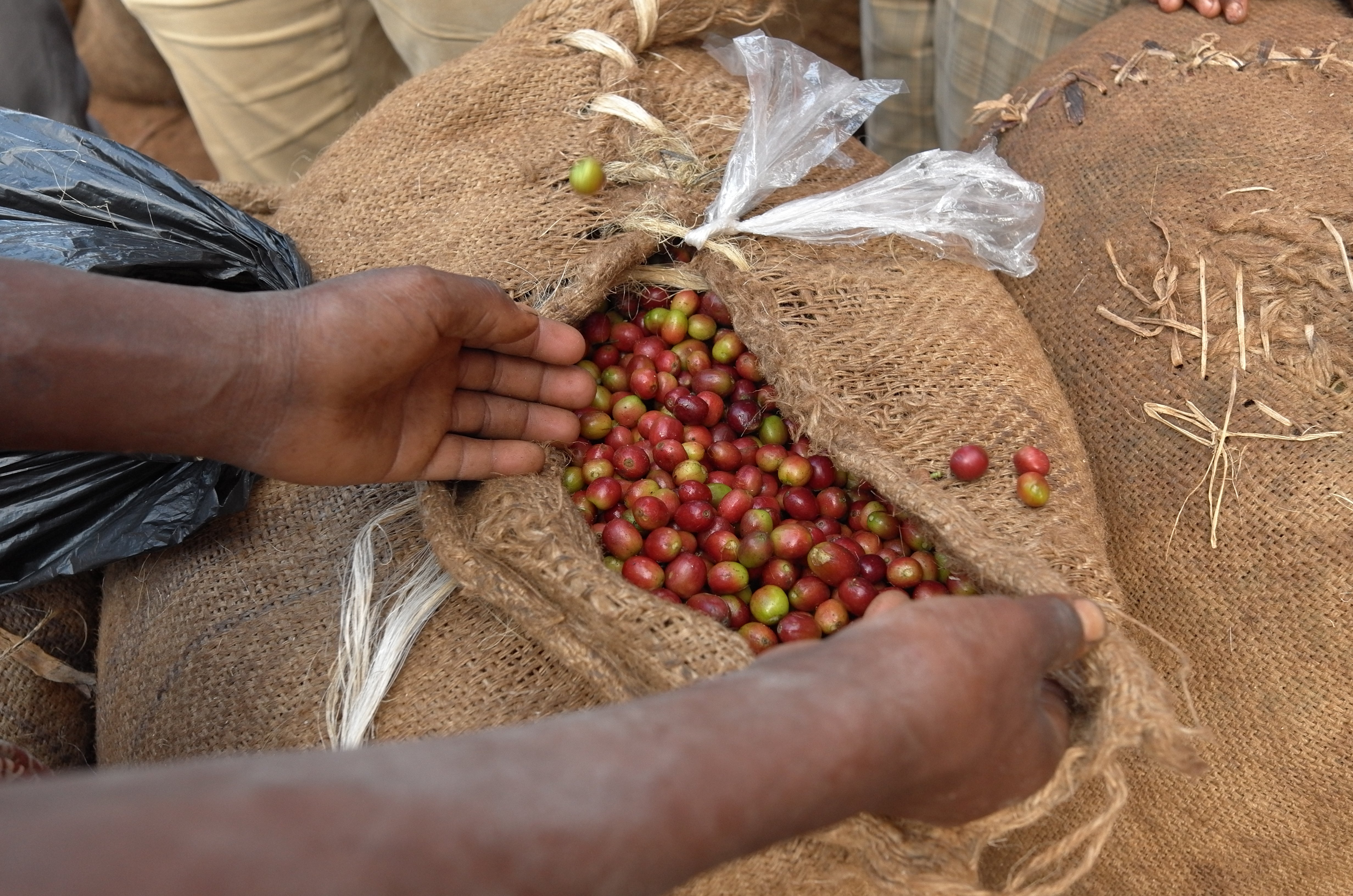 Ethiopia- Agaro Duromina